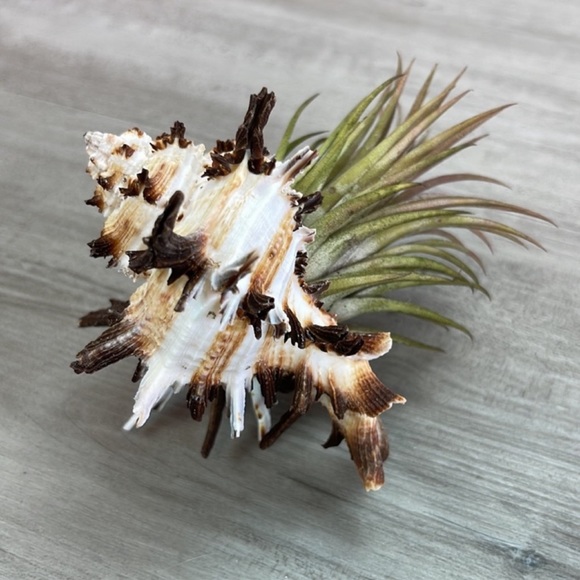🔆LARGE AIR PLANT BUDDY🔆 WITH REAL SEA SHELL HANDMADE AND UNIQUE - Picture 11 of 12
